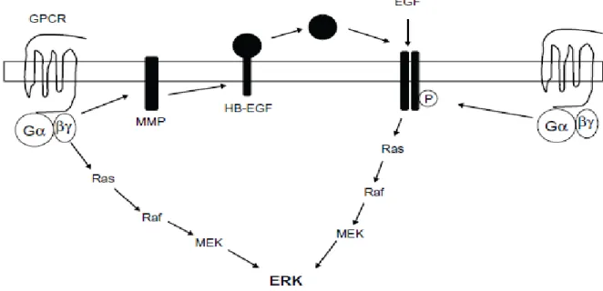 Figure F. Schematic diagram summarizing the potential mechanisms of extracellular signal-regulated kinase  activation