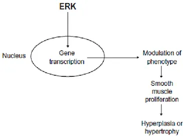Figure  G:  Schematic  diagram  summarizing  the  effect  of  extracellular  signal-regulated  kinase  on  vascular  smooth muscle cell growth and proliferation through effects on gene transcription