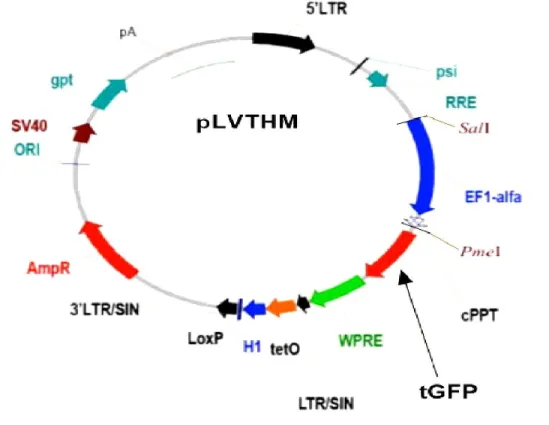 Figure H : The vector map of LVTHM transfer vector. 