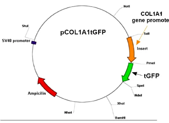 Figure I : Map of Human α(I) Procollagen Gene Promoter-Lentiviral vector-tGFP. 
