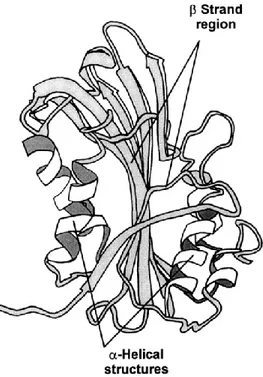 Fig.  2.3  -  Modello  della  struttura  tridimensionale  della  endotossina  CytB  (Li  et  al