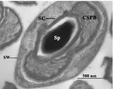 Fig. 2.5 - Sporangio di B. laterosporus. SW, parete cellulare; Sp, spora; 