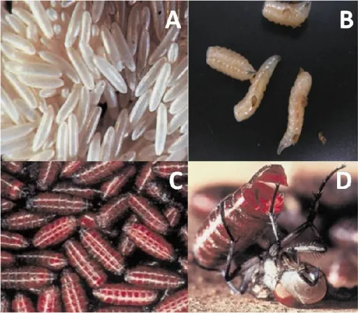 Fig. 3.3 - A: uova di M.domestica; B: Larva di M.domestica; C: Pupe di M.domestica; 