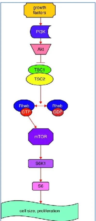 Figura 4. Complesso TSC attivante la proteina mTOR. (Da Silva AM, Moss J Rev Poet  Pneumol 2012; 18(3):142-144) 