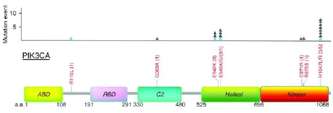 Figura  7.  Rappresentazione  schematica  dei  domini  funzionali  della  subunità  catalitica  p110α di PI3K (PIK3CA), con indicate le più frequenti mutazioni somatiche a carico del  gene