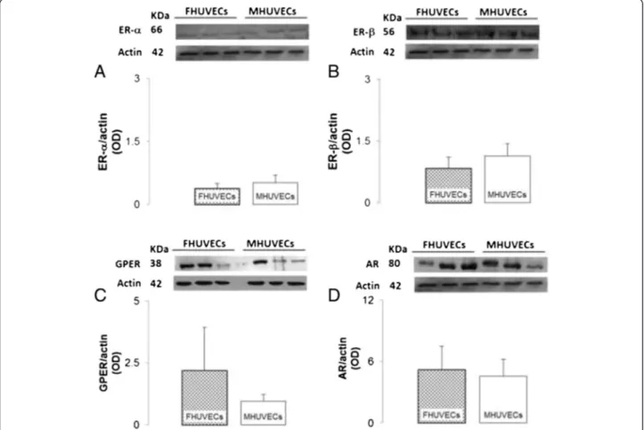 Figure 8 Protein expression of ERs, GPER and AR in FHUVECs and MHUVECs. (A, B) Representative Western blot and densitometric analysis of ER- α and ER-β expression, respectively, in FHUVECs and MHUVECs