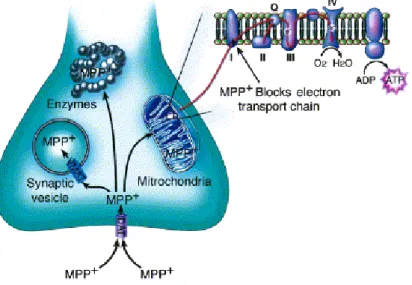 Figura 7: Siti di azione dell'MPP+ in una cellula dopaminergica(Dauer and Przedborski, 2003) 