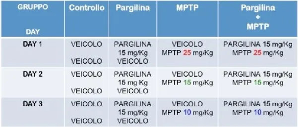 Tabella 1: Protocollo sperimentale per il trattamento con MPTP e pargilina 