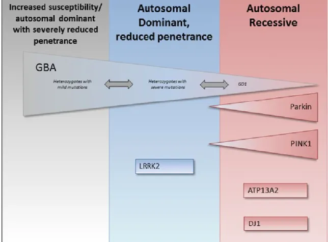 Figura 2.  Complesso genetico della MP associata al gene GBA. Sono anche riportati i principali geni autosomico dominanti e  autosomico recessivi associati alla MP (tratto da Swan et al