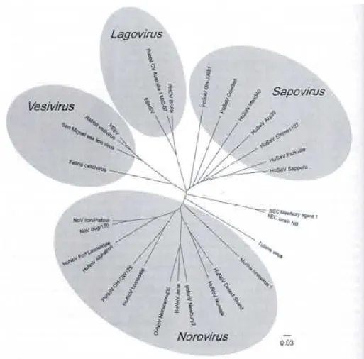 Figura  2.2.  Famiglia  Caliciviridae,  Caliciviruses  –  Molecular  and  Cellualr  Virology;  2010  (Grant  S