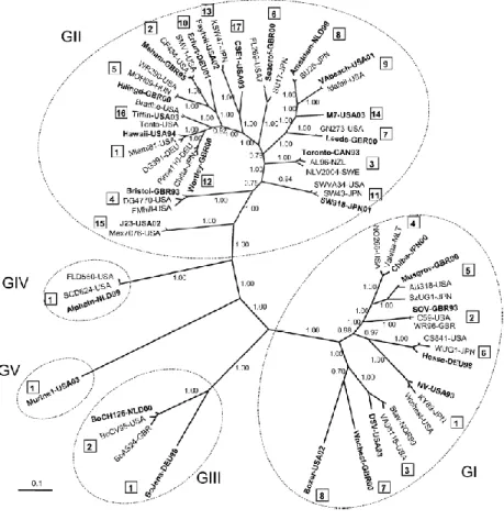 Figura 2.4. Albero filogenetico e nomenclatura dei NoV. (Huelsenbeck et al., 2001). 