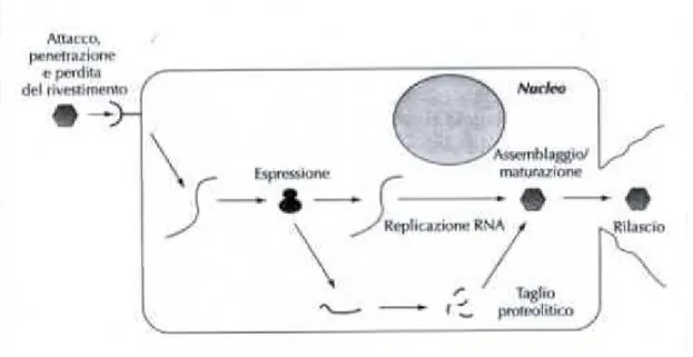 Figura  2.5.  Rappresentazione  schematica  della  replicazione  dei  virus  della  I  Classe