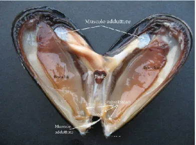 Figura  4.2.  Esemplare  di  cozza  atlantica  –  Mytilus  edulis.  In:  Collezione  di  studi  sull’ispezione  degli  alimenti di origine animale – Food in, Numero 1, 2010® 