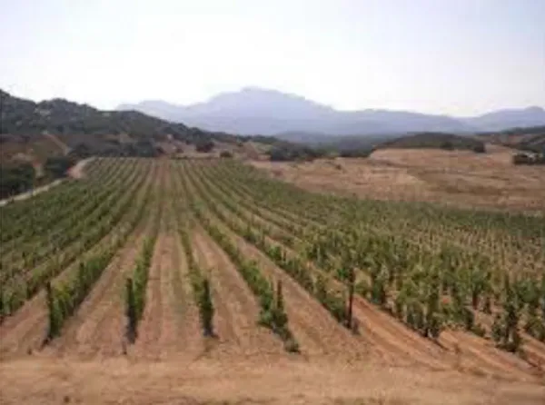 Figure 4. Wine landscape in Gallura, municipality of Arzachena.