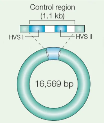 Figure 1.2: mtDNA molecule schematics, HVS1 and HVS2 regions are evi- evi-denced