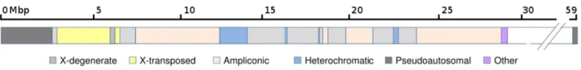 Figure 1.3: Y Chromosome structure and its regions