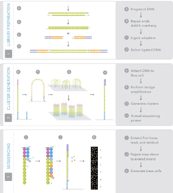 Figure 2.1: Illumina sequencing steps, 1) Library preparation, 2) Cluster Generation, 3) Sequencing (Source Illumina)