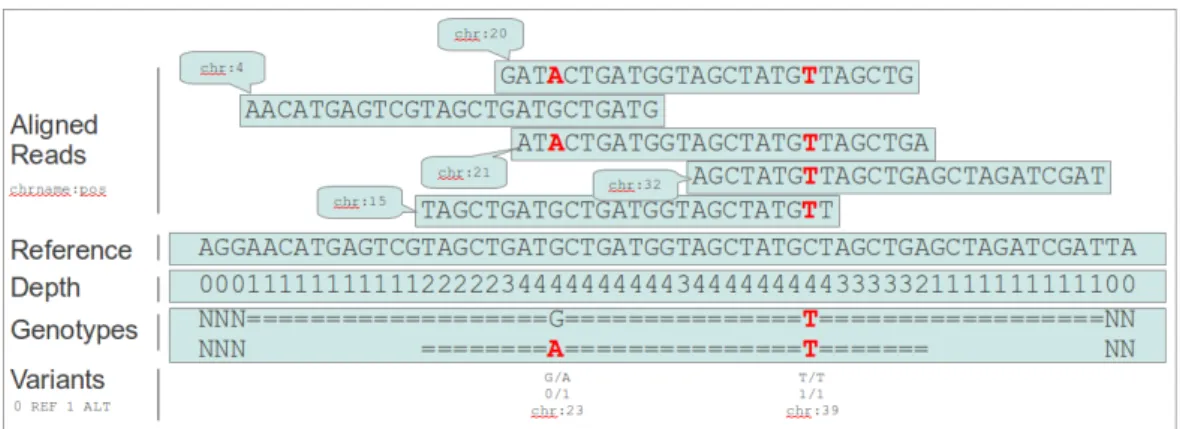 Figure 4.2: Representation of alignment. Reads are compared to a reference genome. When matching they are assigned a positional label