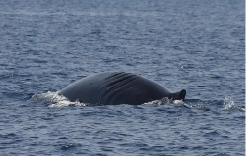 Fig.  2  A fin whale enjuried from a  medium-size propeller, photographed in  summer 2011, during the field work  carried out for this PhD thesis