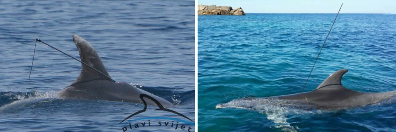 Fig. 3 August 2013: a) Bottlenose dolphin harpooned and survived near the island of Olib in the Vir Sea (Croatia) (www.blue- (www.blue-world.org); b) bottlenose dolphin harpooned with a long Tahitian spear close to Razzoli Island, Archipelago di La Maddale