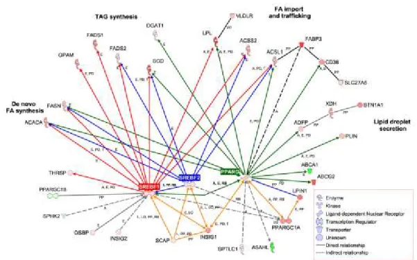 Figura  4.  Geni  coinvolti  nella  secrezione  mammaria  dei  lipidi  e  loro  relazioni