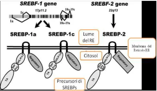Figura  5.  Localizzazione  delle  tre  isoforme  del  gene  SREBP  nel  reticolo  endoplasmatico (Eberlè et al., 2004, modificato)