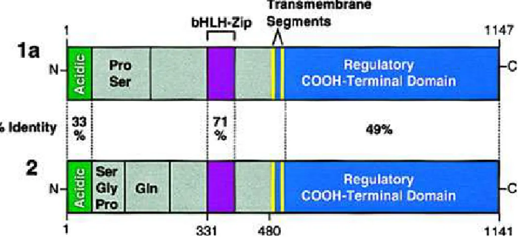 Figura 6. Struttura delle isoforme 1a e  di SREBP (Daemen et al., 2013). 