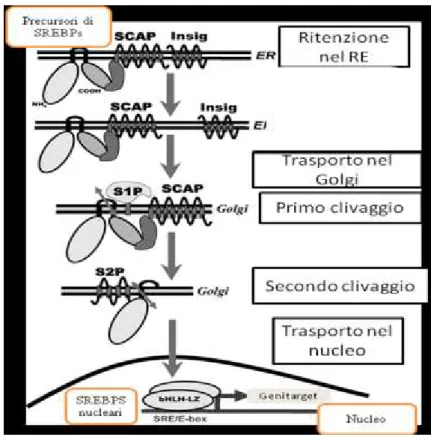 Figura  7.  Fasi  dell’attivazione  di  SREBPs  attraverso  il  clivaggio  proteolitico (Eberlè et al., 2004, modificato)