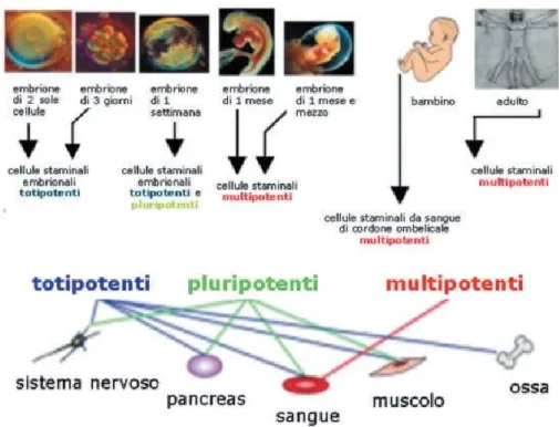 Fig. 1 Differenziazione delle cellule staminali embrionali, http://www.adoces.it/adoces.htm 