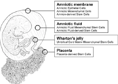 Figure  2 Extra-embryonic stem cell sources. Stem  cells  have  been isolated  from  all extra-embryonic tissues, including the  amniotic  membrane,  amniotic fluid, Wharton's jelly and placenta ( Akiva J