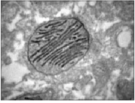 Fig. 6 Mitocondrio  