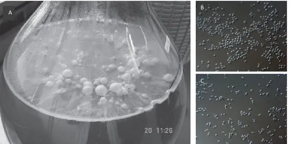 FIG 1 A) Air-liquid biofilm formation by S. cerevisiae flor strain on Vernaccia sherry-like wine (Zara et al., 2005)