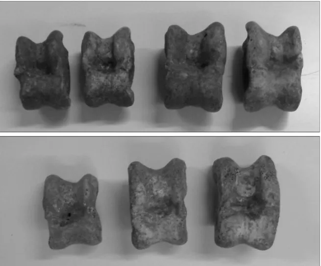 Figura 2.3. Esempio di oggetti pertinenti alla sfera sacra provenienti dal pozzo IV del Cronicario di Sant'Antioco: astragali caprini (basso) e di pecora (alto) con tracce d'uso (CRON 11, US 3552).