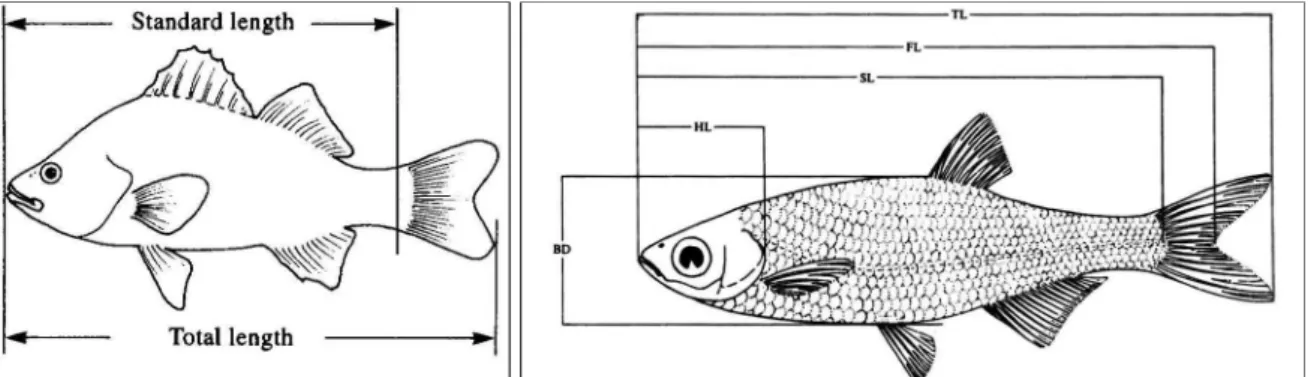 Figura 3.1. Misurazioni raccomandate da prendere sui pesci prima della preparazione dello scheletro: