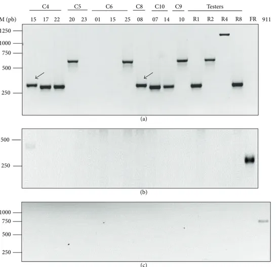 Figure 4: Specific Fod-race primers showing different amplification products. Agarose gel electrophoresis (1.5%) of PCR products from the genomic DNA of 12 representative RAPD group isolates, four Fod testers, and one Fusarium redolens isolate