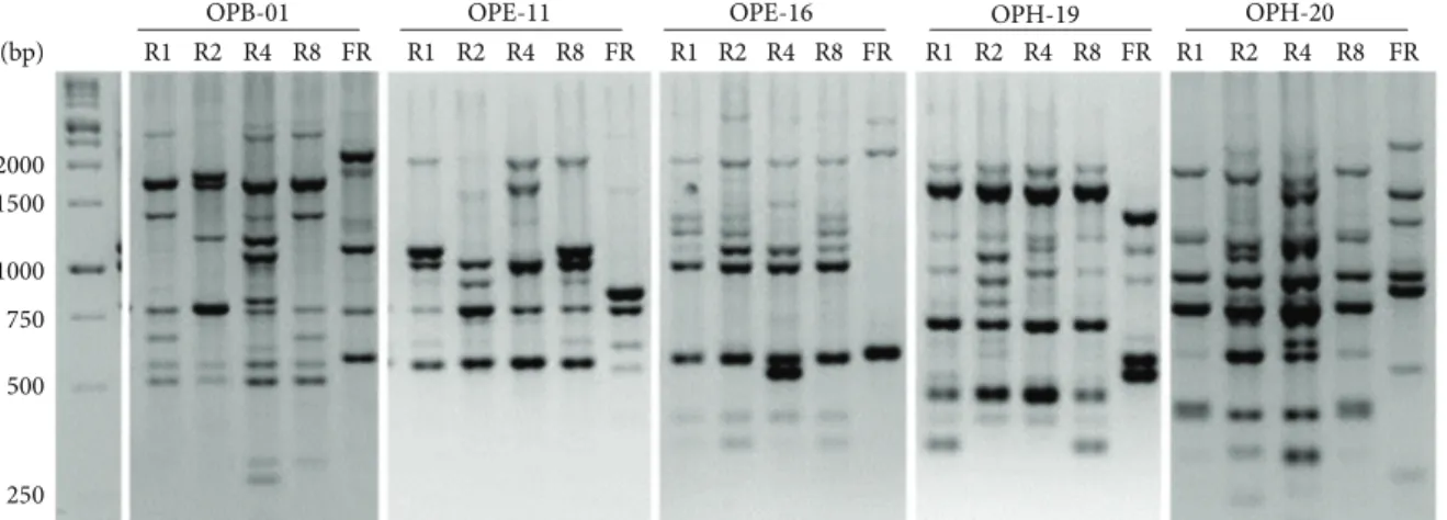 Figure 2: Random amplified polymorphisms DNA (RAPD) patterns of the different Fod race testers and one F