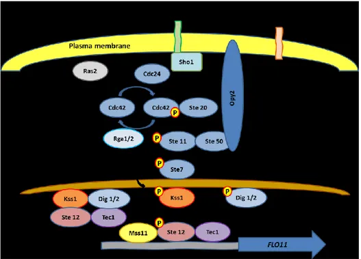Figure 2: Filamentous growth MAPK pathway. Image adapted from Gagiano et al. (2002), Verstrepen  and Klis (2006)