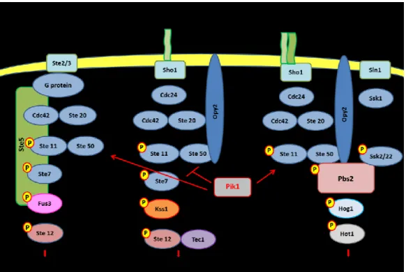 Figure 3: Schematic representation of Mating, Filamentous growth and HOG MAPK pathways