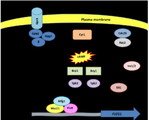 Figure 4: cAMP/PKA pathway. Image adapted from Verstrepen and Klis (2006). 