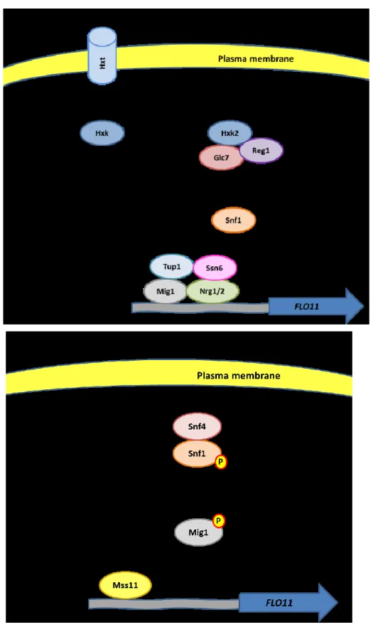 Figure 5: Snf1 glucose-sensing pathway. Image adapted from Verstrepen and Klis (2006)