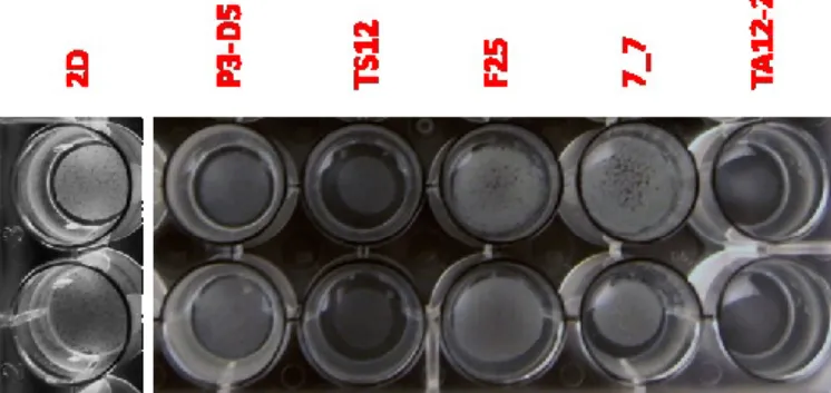 Figure 2: Biofilm formed on synthetic flor medium by 5 flor strains. Experiment was carried out in  triplicate