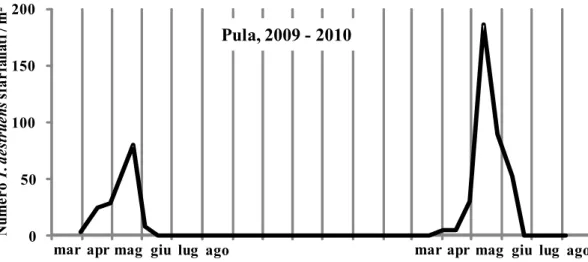 Figura 1 – Numero medio di adulti di T. destruens sfarfallati per m 2  di tronco (Pula, 2009-2010)