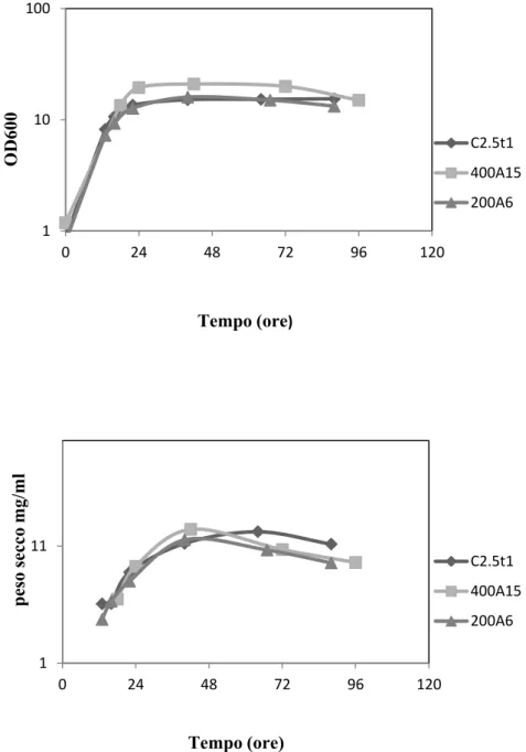 Figura  1.  Curve  di  crescita  del  ceppo  parentale  C2.5t1  e  dei  suoi  mutanti  400A15  e  200A6 in YEPGLY