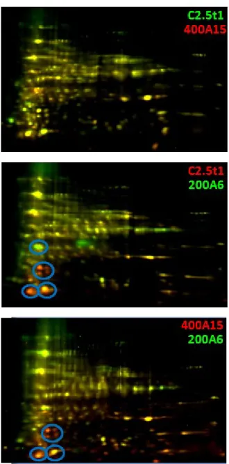 Figura 1. Immagini in sovrapposizione rappresentative dei confronti tra i tre ceppi, ottenute  tramite analisi 2D-DIGE di replicati tecnici; gli spot differenziali sono cerchiati in blu