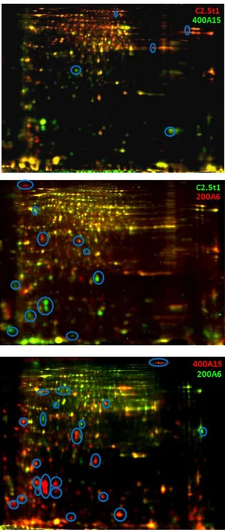 Figura 3. Immagini in sovrapposizione rappresentative dei confronti tra i tre ceppi, ottenute  tramite analisi 2D-DIGE di replicati biologici; gli spot differenziali sono cerchiati in blu
