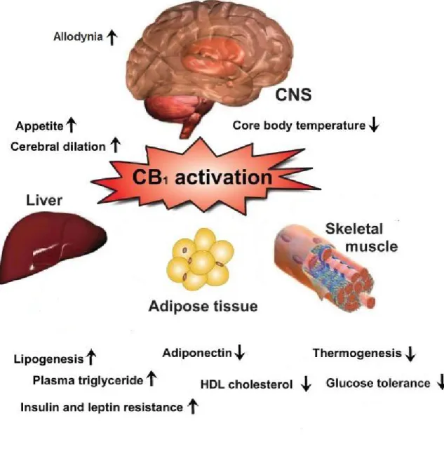 Figura 10: Effetti biologici conseguenti all’attivazione dei recettori CB1.