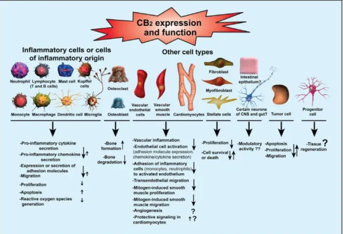 Figura 13 45 : Espressione e funzioni biologiche dei recettori CB2.