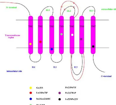 Figura  14 48 : Struttura  bidimensionale  dei  recettori  CB1  e  CB2.  I  cerchi  colorati rappresentano le regioni amminoacidiche conservate all’interno della famiglia dei GPCR.