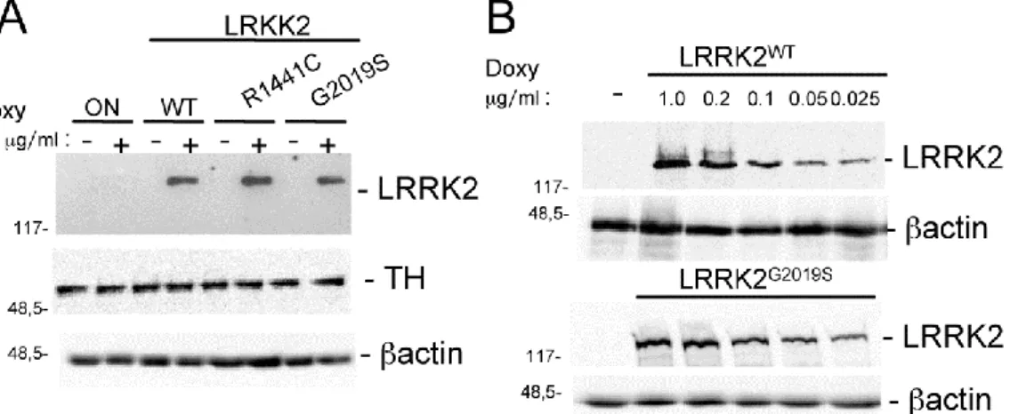 Figure 15. Characterization of PC12 cell expressing WT or mutant LRRK2. (A) PC12-derived cells  expressing myc-tagged human WT or mutant-LRRK2 were left untreated (-) or treated (+) for 48 h  with 0.2 μg/mL doxycycline to induce expression of transgenic LR
