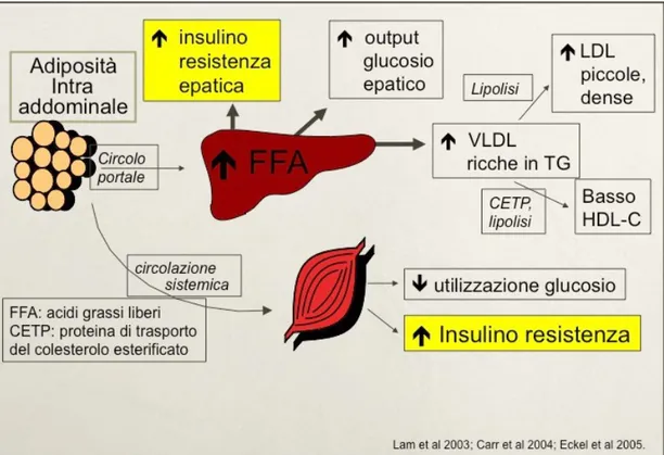 Figura 2. Ruolo dell’ adiposità intra-addominale e degli acidi grassi liberi nell’ insulino- insulino-resistenza.